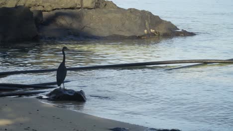 dark eastern reef egret perched on rock looking for prey next to industrial pipe