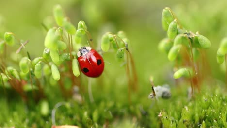 Close-up-wildlife-of-a-ladybug-in-the-green-grass-in-the-forest