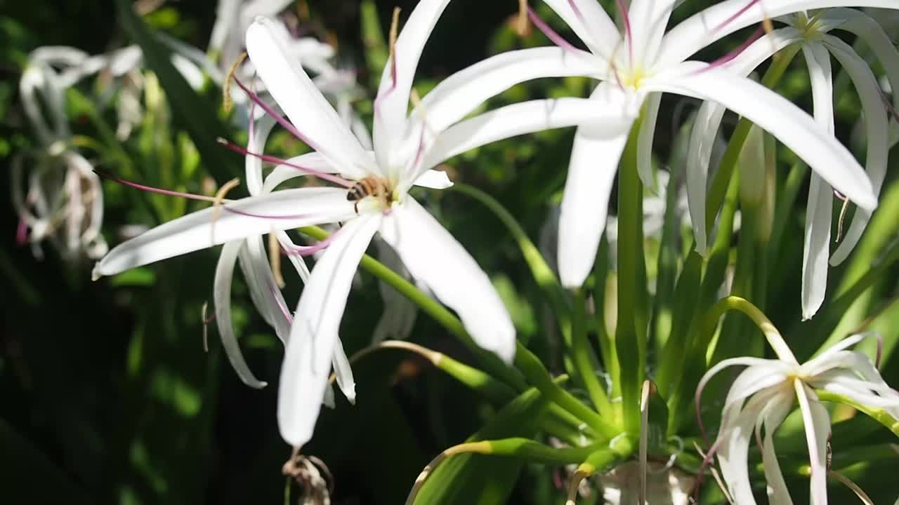 Bee on White Spider Lily