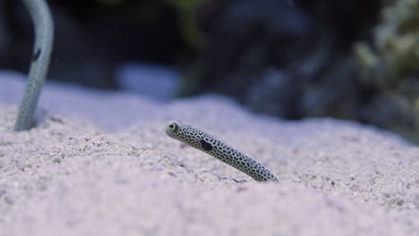 Anguila-De-Jardín-Manchada-Comiendo-Plancton-En-El-Acuario,-Oceanario-De-Lisboa-En-Portugal