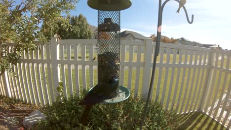 Grackle-Común-Y-Pinzones-De-Casa-Comiendo-En-Un-Comedero-Para-Pájaros---Cámara-Lenta