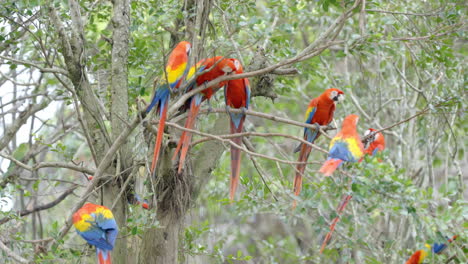 Scharlachroter-Ara-Im-Vogelparadies-In-Mandai,-Singapur