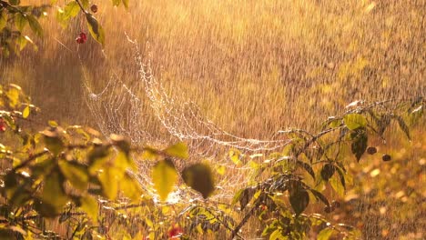 rain in the forest at sunset. cobwebs in small drops of rain.