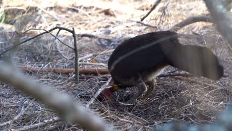 Australian-brushturkey,-alectura-lathami-spotted-on-the-ground,-busy-kicking-and-digging-up-dirt-on-the-forest-floor,-foraging-for-insects,-wildlife-bird-species-close-up-shot