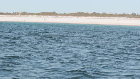 dolphins breaking surface by the praia da comporta beach in portugal -slowmo