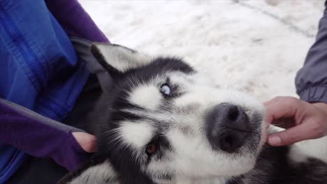 rescue husky who works as a sled dog enjoys pats while resting