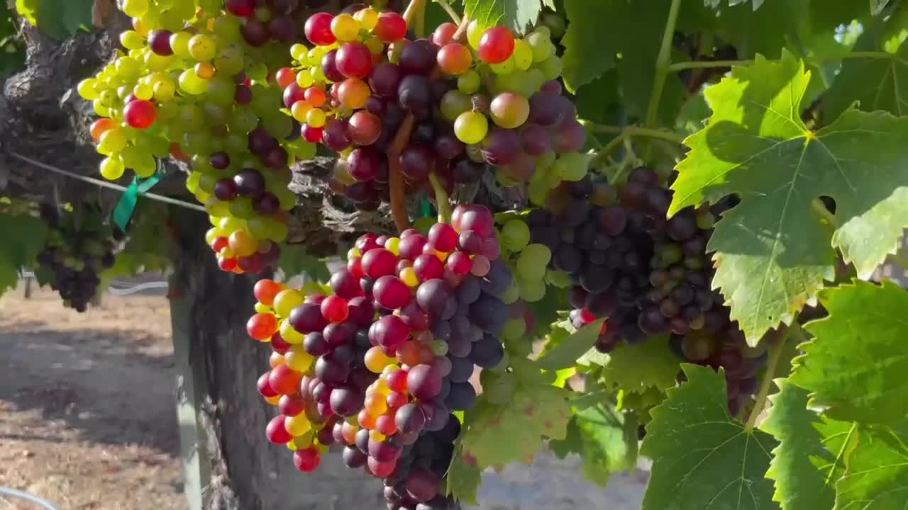 racimos de uvas de vino que maduran en una vid en un viñedo de california
