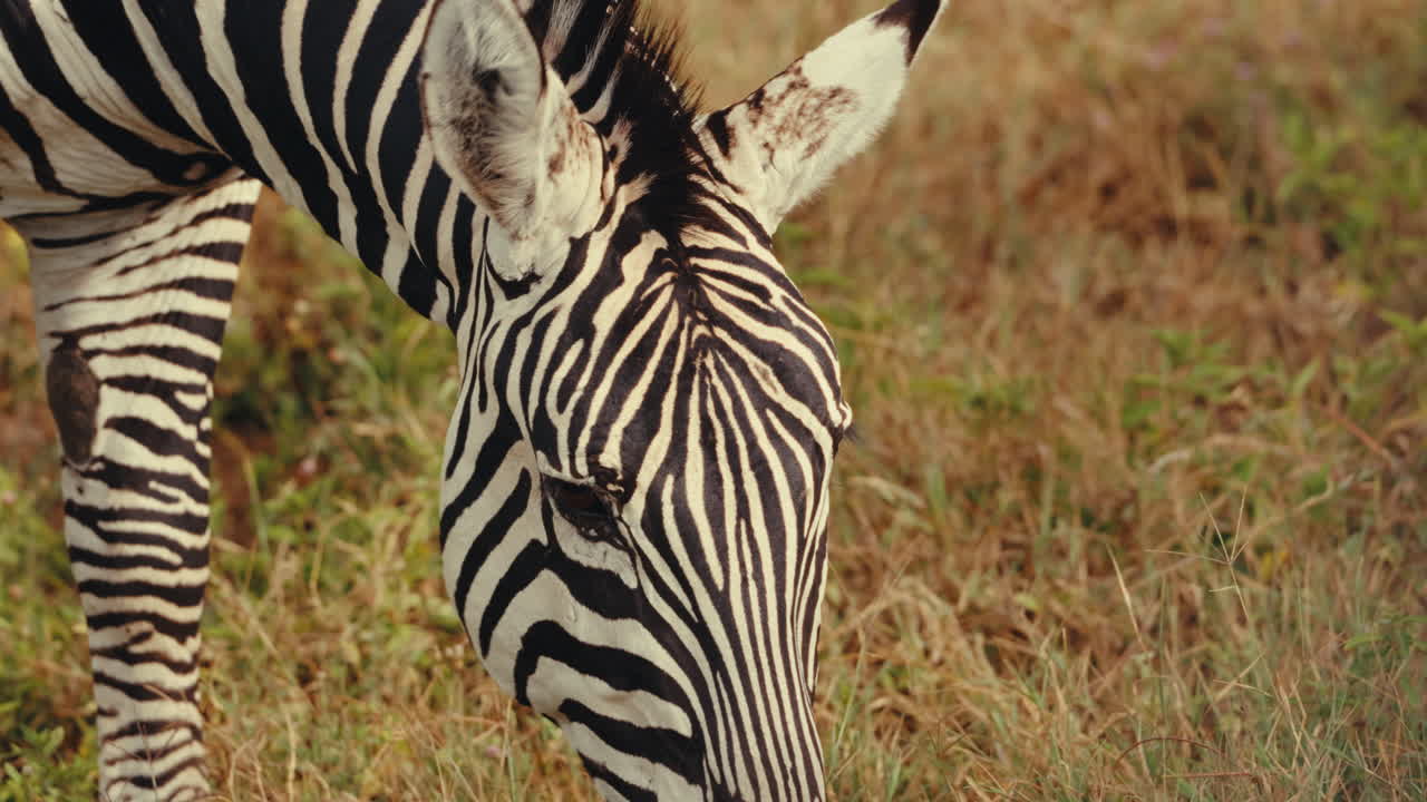 Zebra in the Savanna