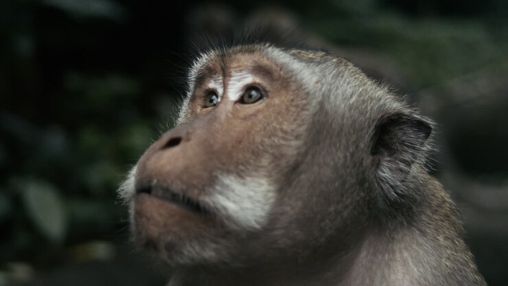 Profile establishing of monkey in slow motion in Indonesian jungle