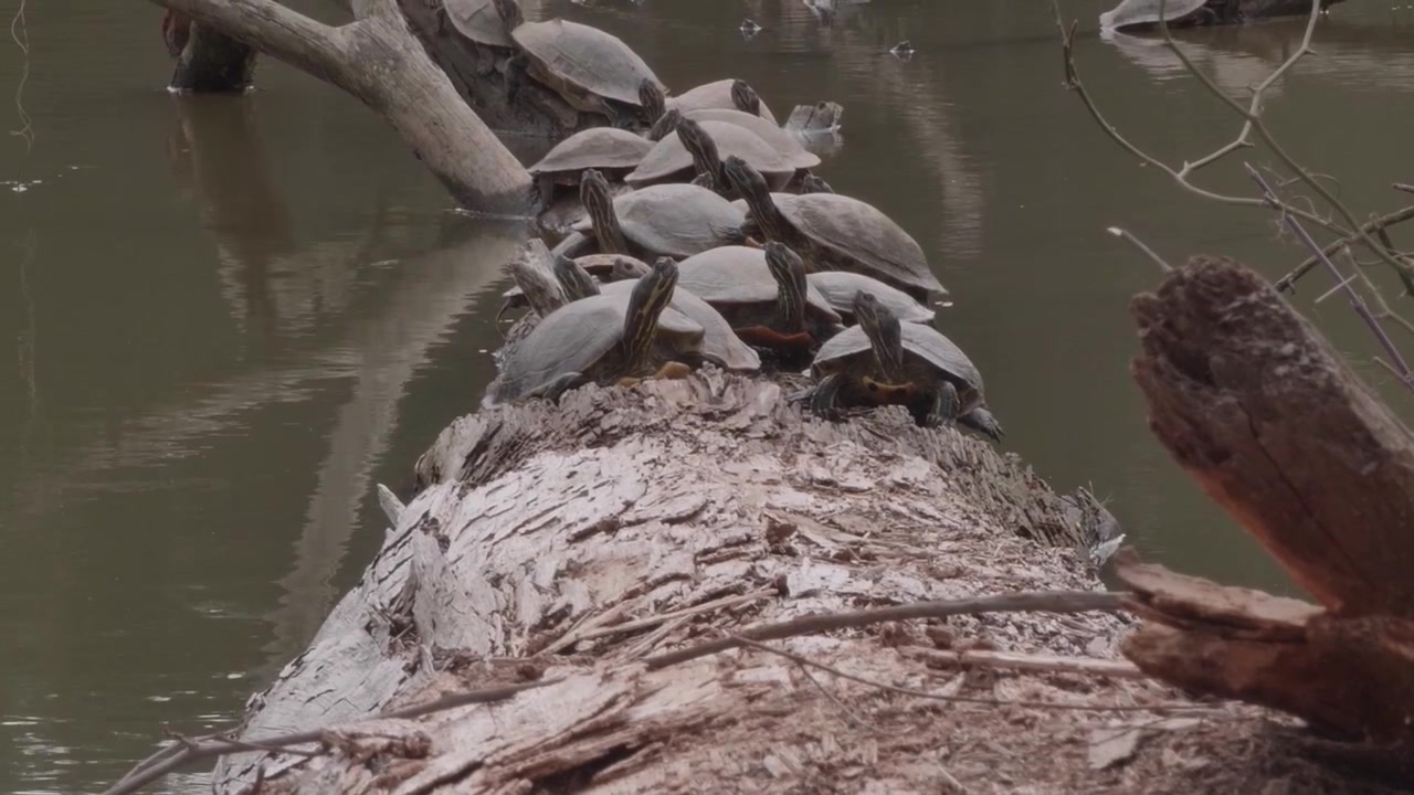 Group of freshwater turtles sitting on a log that has fallen into a lake on an overcast day.