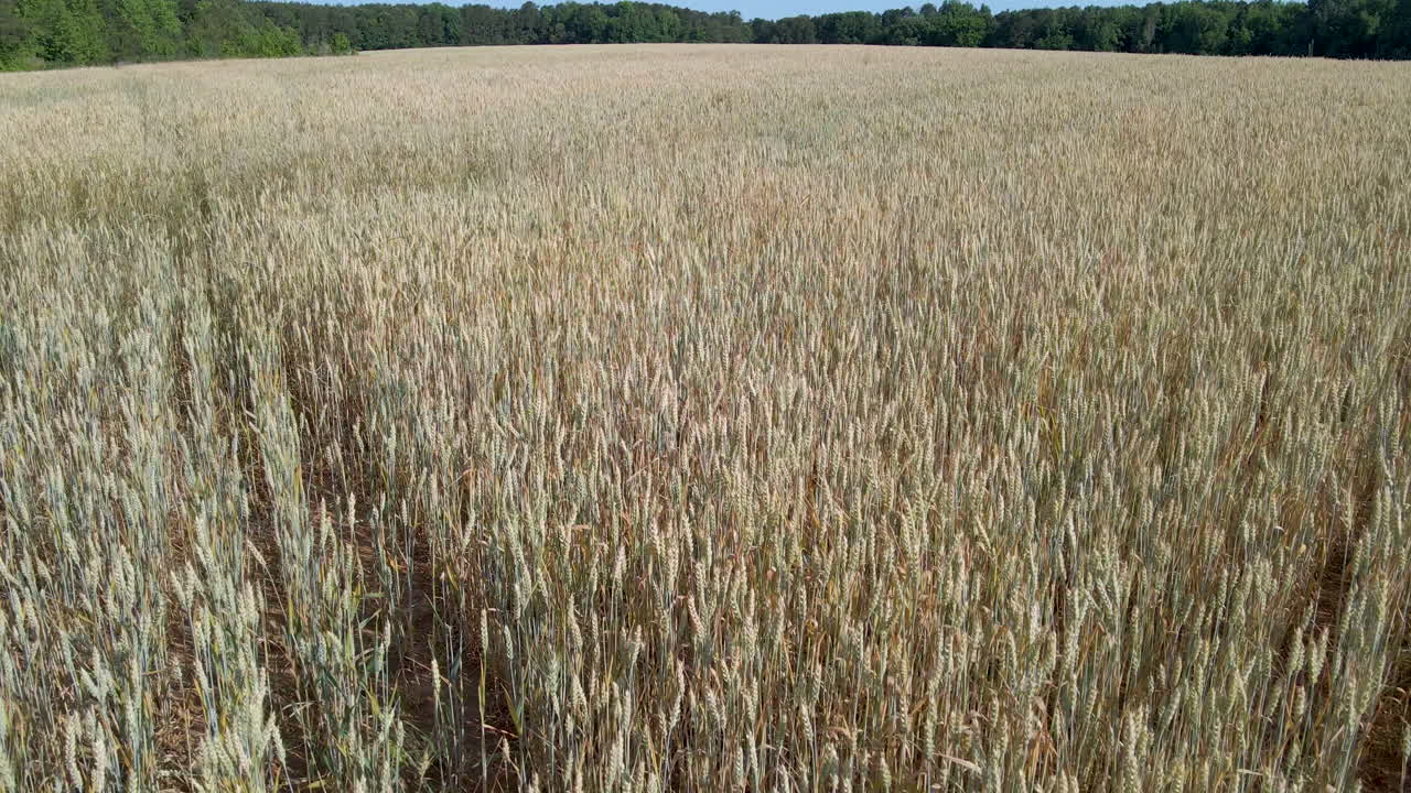 disparo de drone moviéndose sobre un campo de trigo