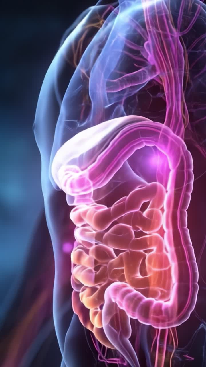 Exploring the Intricate Visuals of the Human Digestive System in Dynamic Colors and Light, Showcasing Internal Structures and Biological Processes