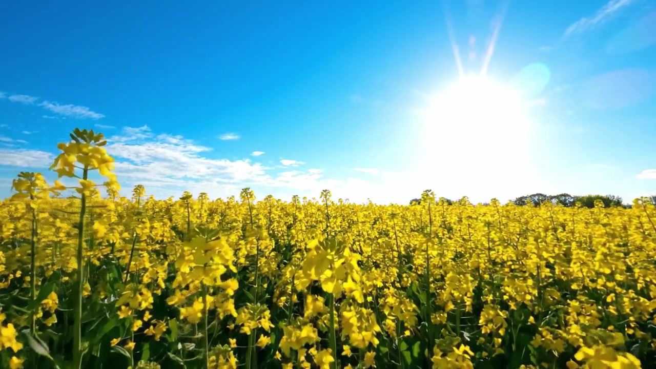 Un campo vibrante di fiori gialli sotto un cielo azzurro brillante: una giornata perfetta piena di sole e della bellezza della natura che invita alla gioia e alla serenità.