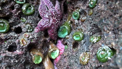 ochre sea stars and green anemones exposed on rocks at low tide - tilt-down shot