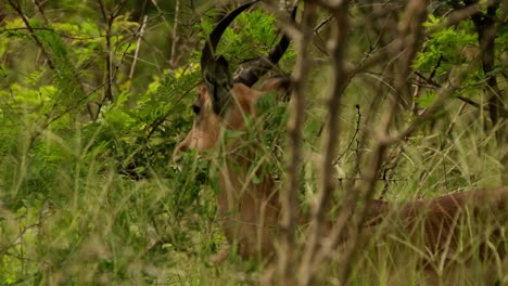 Impala-standing-behind-a-tree-eating-leaves