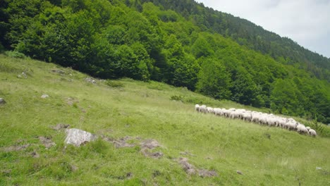 rebaño de ovejas pastando y caminando por el campo en la cordillera de los pirineos