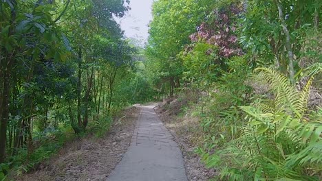 Bosques-Verdes-Densos-Senderos-Para-Caminar-Durante-El-Día-Desde-Un-ángulo-Plano