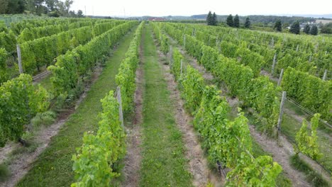 Vineyard-on-Old-Mission-Peninsula,-in-Grand-Traverse-Bay,-Michigan,-USA