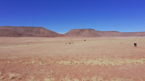 aerial: panoramic drone shot of brown cows in sandy landscape