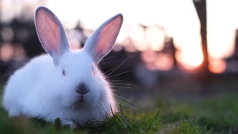 a cute white rabbit sitting on green grass with a warm, blurred background