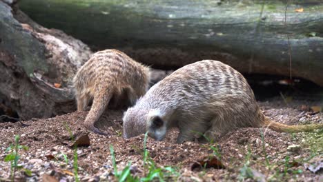 dos suricatas trabajadoras, suricata suricatta cavando constantemente en los suelos del suelo con sus garras delanteras, ocupadas buscando y buscando insectos, tiro de cerca