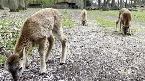 young-shy-little-deer-with-cute-fur-with-siblings-eats-from-the-ground