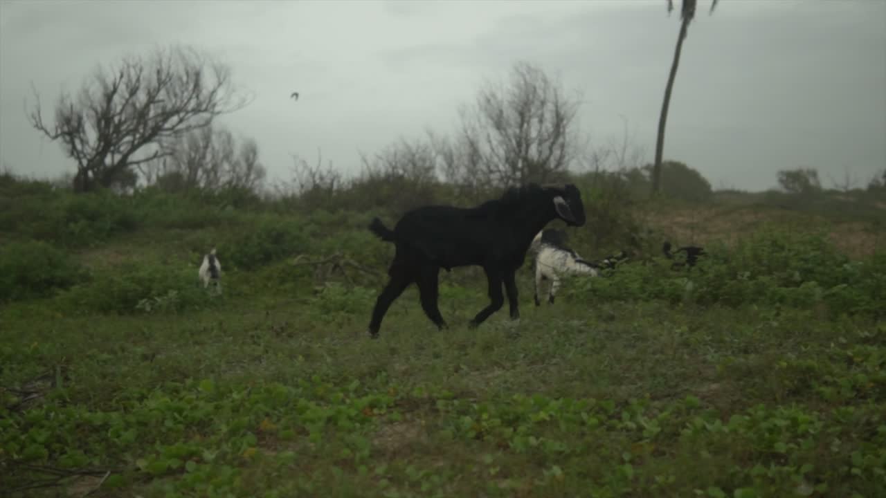 cabra negra vagando en un pasto - rebaño de cabras pastando en la hierba