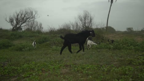 black goat roaming in a pasture - herd of goats grazing on the grass