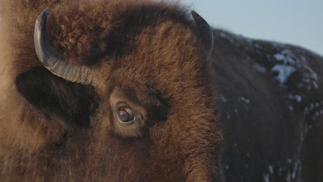 Bisonte-Sobreviviendo-Al-Duro-Invierno-En-Cámara-Súper-Lenta