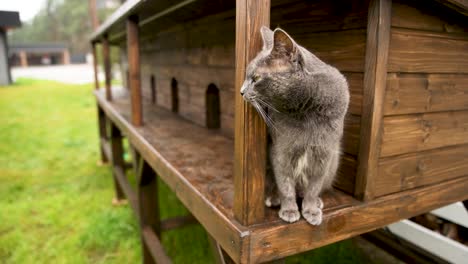 gray cat in a wooden cat house