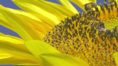 macro shot; honey bees collecting pollen on sunflower