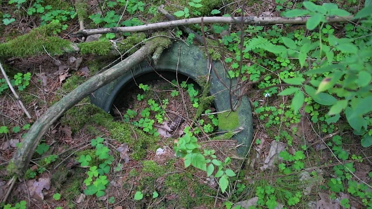 neumático de coche viejo abandonado en el bosque, con hojas y ramas