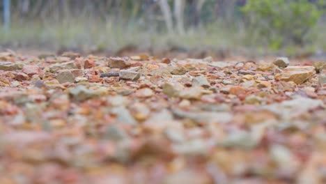 rocky ground with grass and stones