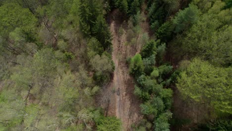 a group of four people travel on a forest path between tall trees on a sunny spring day - a bird's eye view