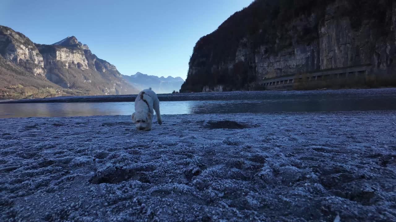 Labradoodle dog breed outdoor nature lakeside Lake Walen Walensee Switzerland