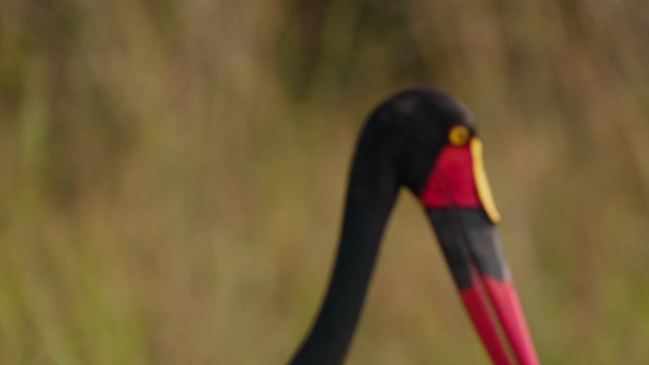 Saddle billed stork (Ephippiorhynchus senegalensis) is captured in profile with its sharp bill and intense eye standing out against a softly blurred wetland background in Uganda.