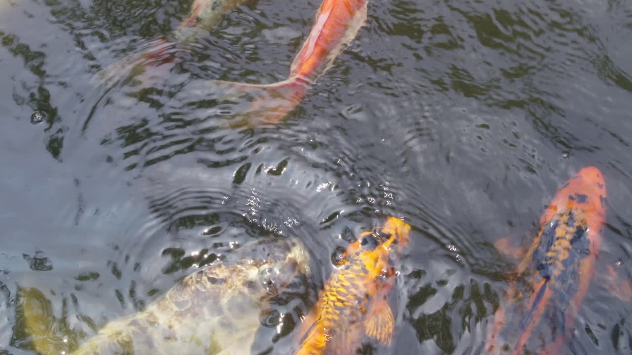 Experience the vibrant movement of koi fish feeding in a tranquil pond showcasing nature's beauty.
