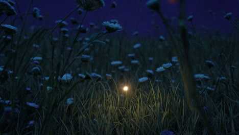 glowing light in a field of flowers at night