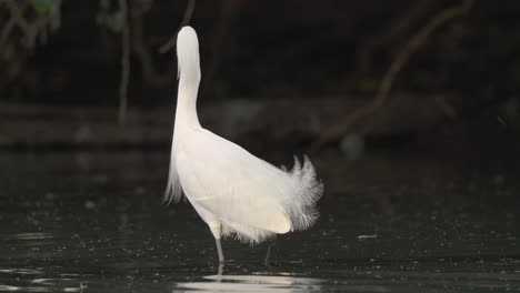 close view of snowy egret standing in shallow water and flying away