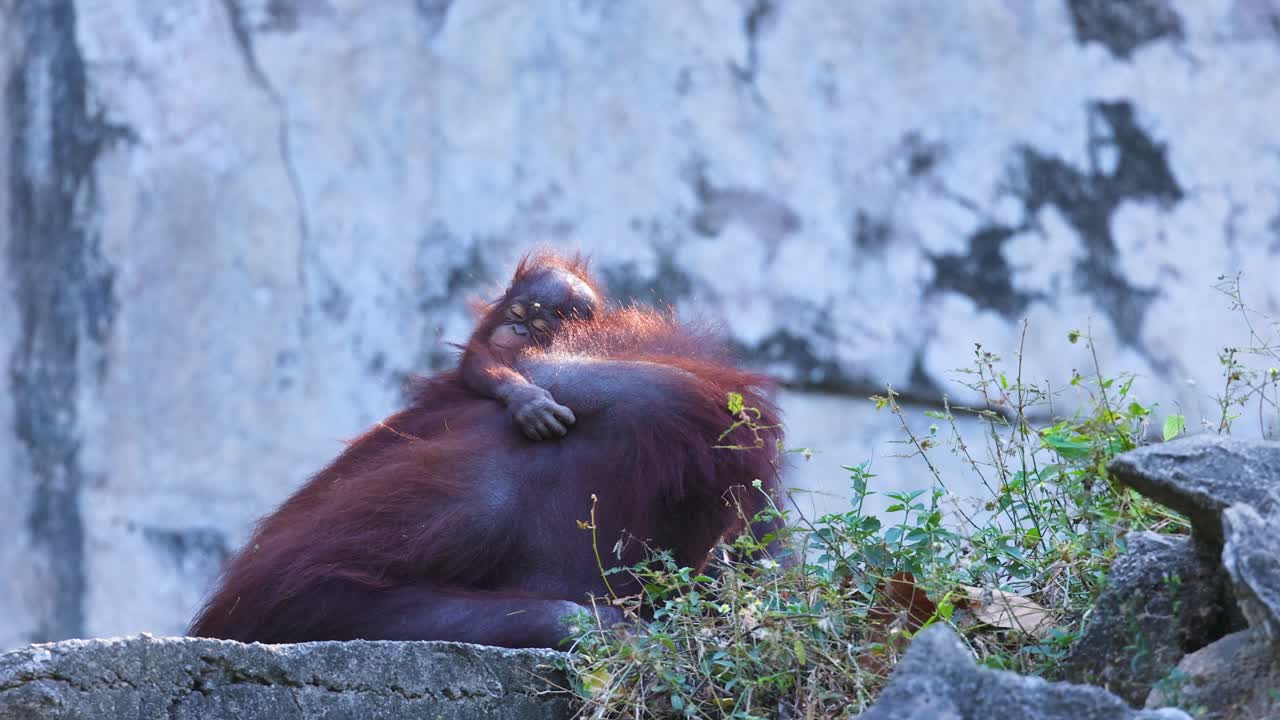 orangután descansando pacíficamente entre las rocas y las plantas
