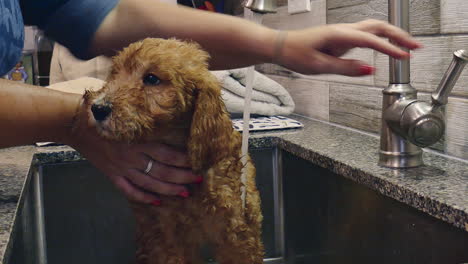 video de un cachorro goldendoodle de un mes de edad bañándose en el fregadero de la cocina