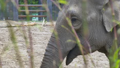 Elefant-Nimmt-Schmutz-Auf-Und-Versprüht-Ihn-Mit-Stoßzähnen,-Schilfrohr-Im-Vordergrund-Und-Gräsern-Im-Zoo