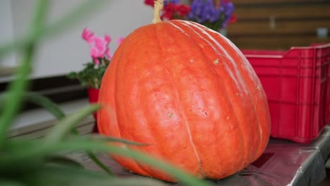 Tallando-Una-Espeluznante-Decoración-De-Jack-o-lantern-Para-Las-Vacaciones-De-Halloween,-Colocando-Una-Enorme-Calabaza-Naranja-Sobre-Una-Mesa-De-Madera