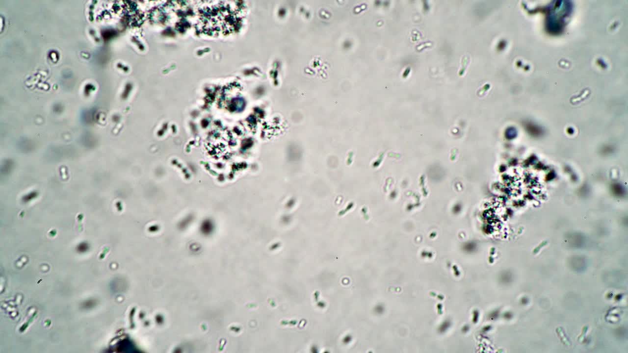 flujo interminable de micro lactobacterias en bucle de fondo