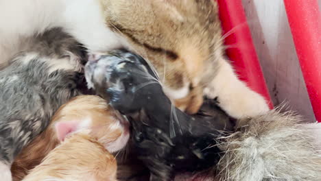 closeup of mama cat licking newborn baby kitten