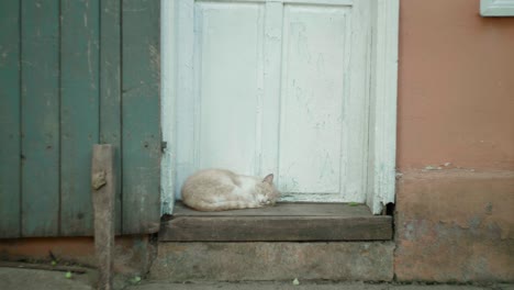 orange cat sleeping at the front door curled in a ball