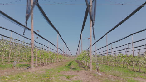 apple orchard in spring