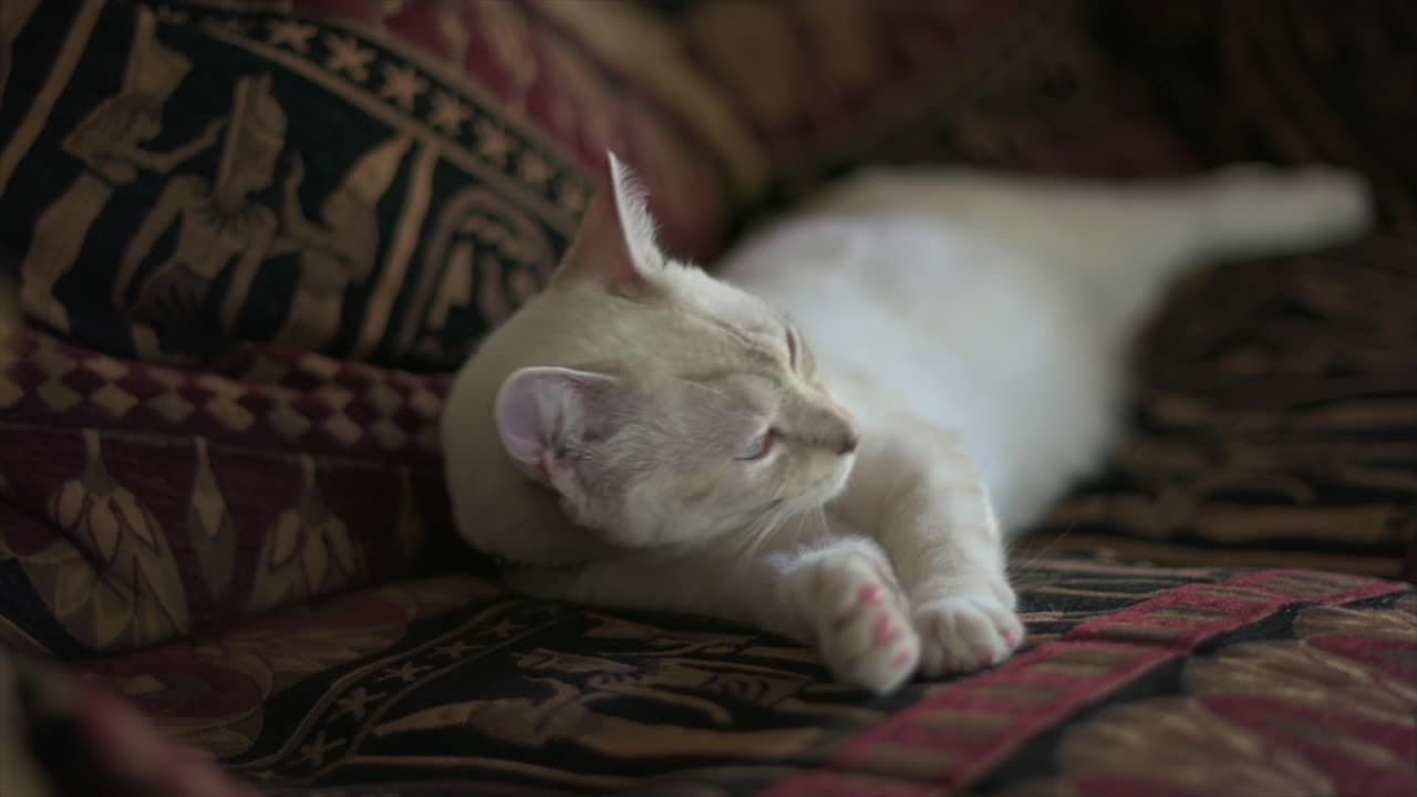 Gatto domestico Layanese assonnato su un divano in stile egiziano si pulisce svogliatamente