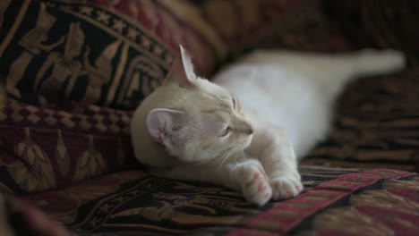 sleepy layanese house cat on an egytian-style sofa has a half-hearted wash