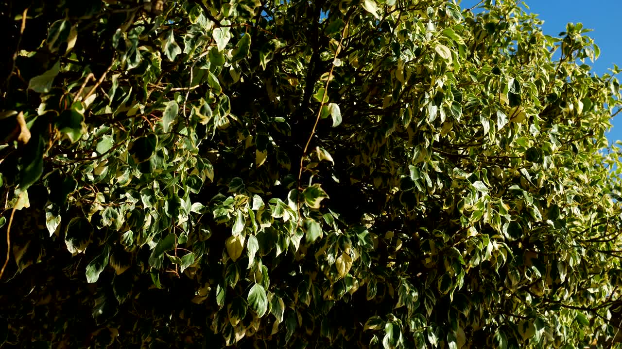 crecimiento de un gran árbol blanco verde